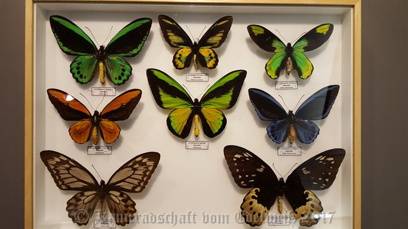 001.jpg - IICSA   II