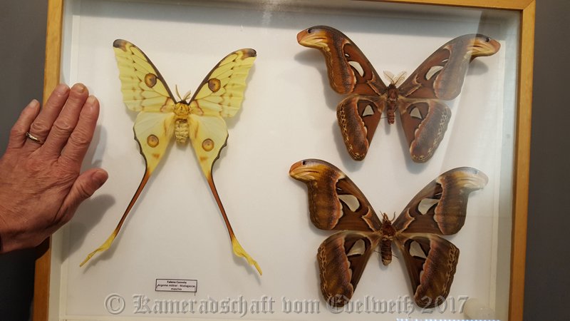 002.jpg - IICSA   II