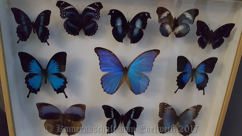 004.jpg - IICSA   II