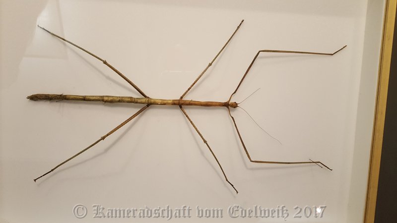 008.jpg - IICSA   II